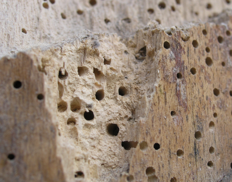woodworm